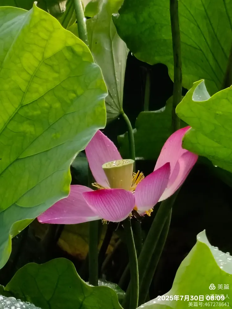 开云-Aづ?蠙菏7?